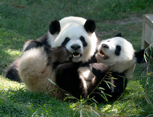 Decoexsa transporta a la familia de cinco pandas gigantes del Zoo de Madrid  hasta el aeropuerto donde embarcaron destino a China